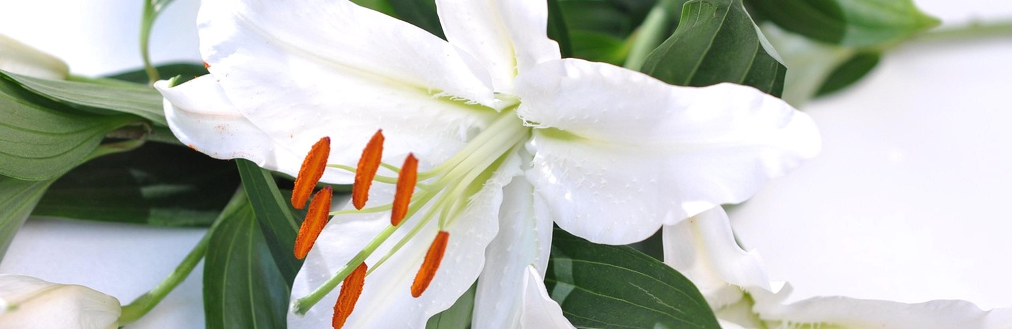 白色百合花特写